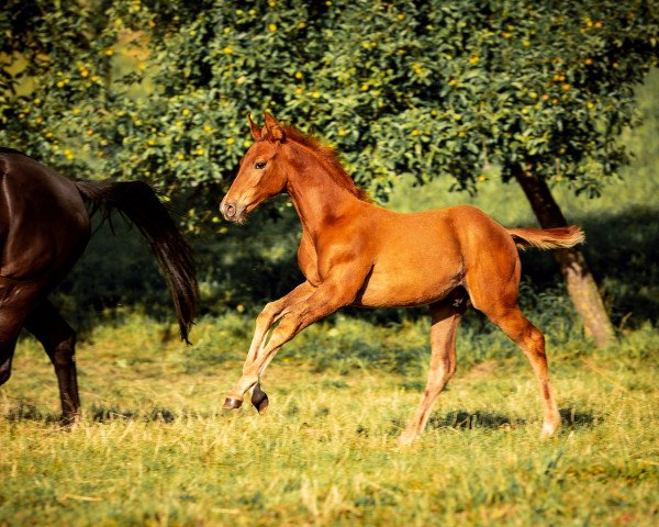 dressage horse Escarados DRH (Austrian Warmblood, 2020, from Escamillo)