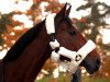 jumper C'est Loma (KWPN (Royal Dutch Sporthorse), 2007, from Samorano)