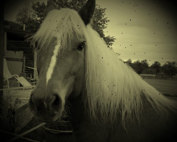 dressage horse Trixi (Haflinger, 2012)