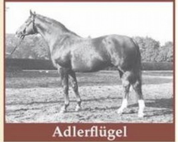 stallion Adlerfluegel (Hanoverian, 1967, from Adlerfarn II)