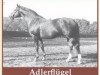 stallion Adlerfluegel (Hanoverian, 1967, from Adlerfarn II)