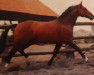 stallion Pilatus (Westphalian, 1965, from Perseus)
