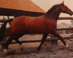 Deckhengst Pilatus (Westfale, 1965, von Perseus)