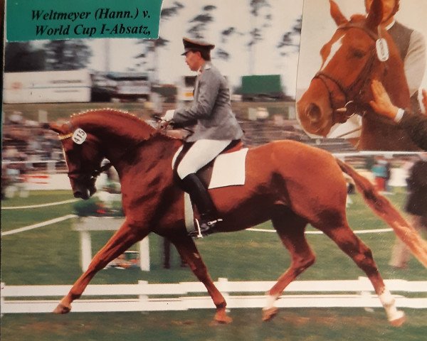 dressage horse Weltmeyer (Hanoverian, 1984, from World Cup I)