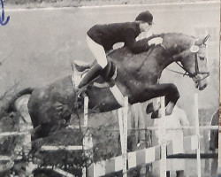 stallion Moltke I (Holsteiner, 1967, from Maximus)