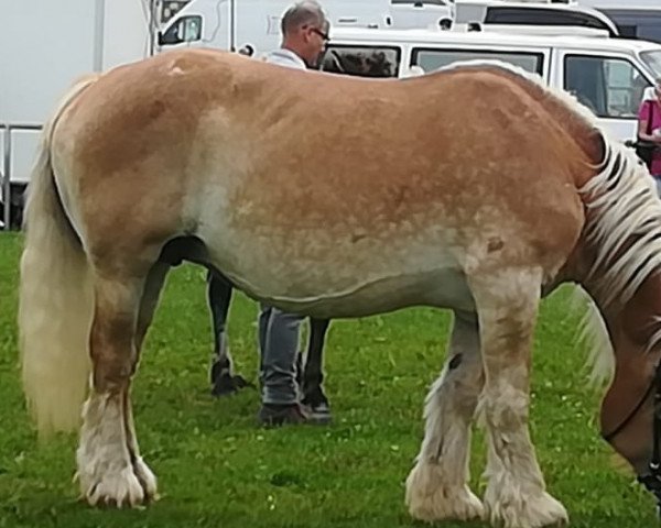 broodmare Roxana von Marienthal (Rhenish-German Cold-Blood, 2004, from Elmo)