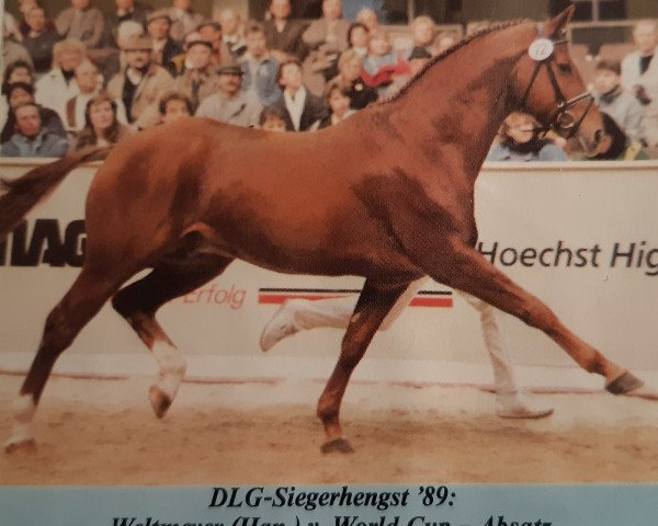 Deckhengst Weltmeyer (Hannoveraner, 1984, von World Cup I)