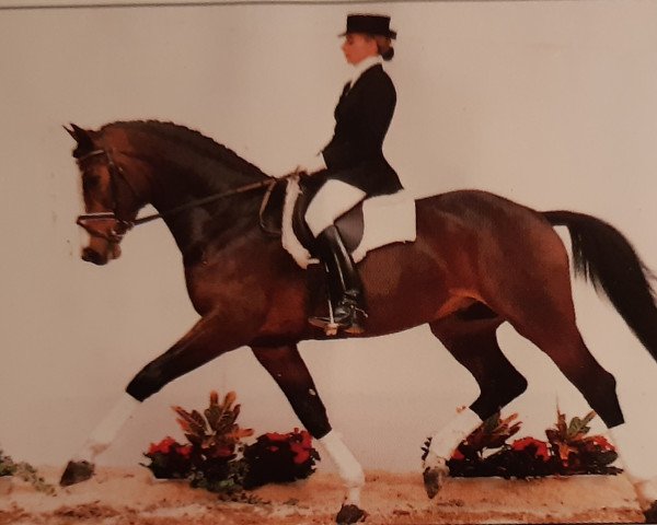 stallion Continue (Oldenburg, 1990, from Contender)