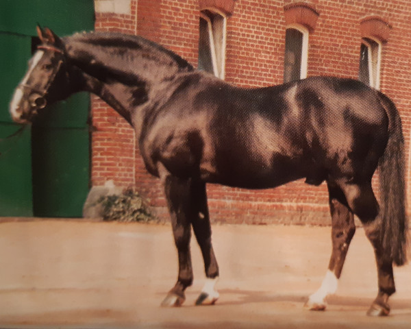 stallion Grannus (Hanoverian, 1972, from Graphit)