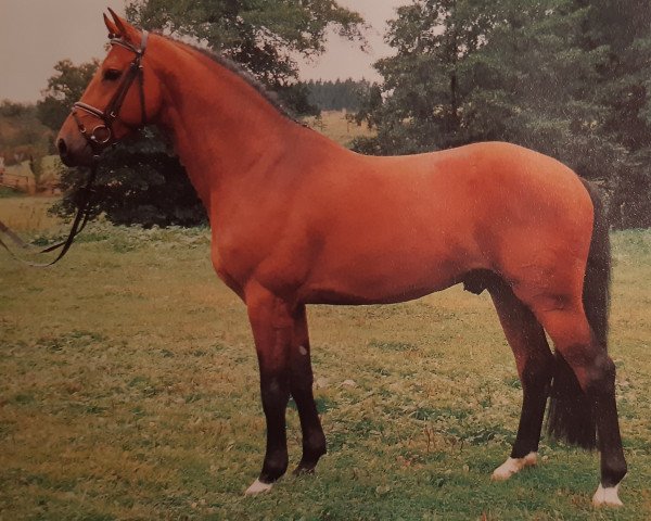 stallion Iberio (Württemberger, 1991, from Indigo)