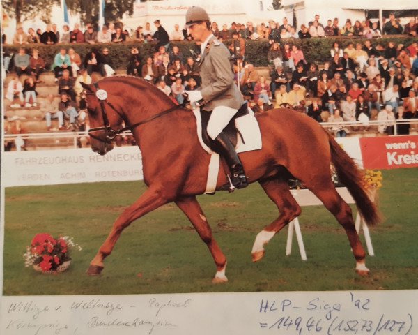 stallion Wittinger (Hanoverian, 1989, from Weltmeyer)