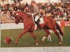 stallion Wittinger (Hanoverian, 1989, from Weltmeyer)