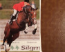 stallion Classiker (Holsteiner, 1987, from Calypso II)