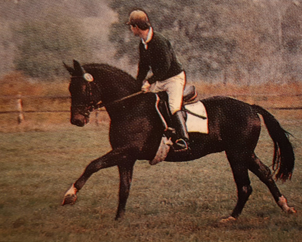 stallion Ravallo 115 FIN (Hanoverian, 1986, from Raphael)