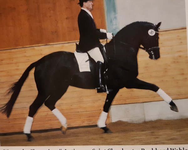 stallion Latimer (Trakehner, 1996, from Saint Cloud)