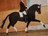 stallion Latimer (Trakehner, 1996, from Saint Cloud)