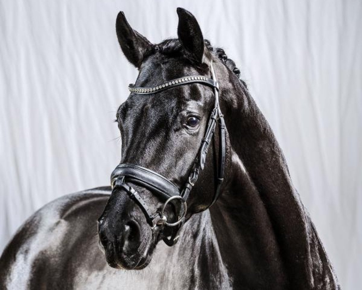 stallion Moses (Westphalian, 2012, from E.H. Millennium)