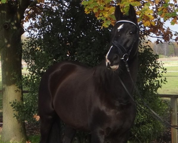 broodmare Silvia (Hanoverian, 1998, from Silvio I)