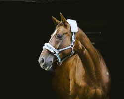 broodmare Rubina Grande (Hanoverian, 2011, from Retoucheur)