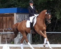 dressage horse Swing My Heart (Westphalian, 2012, from Sir Heinrich OLD)