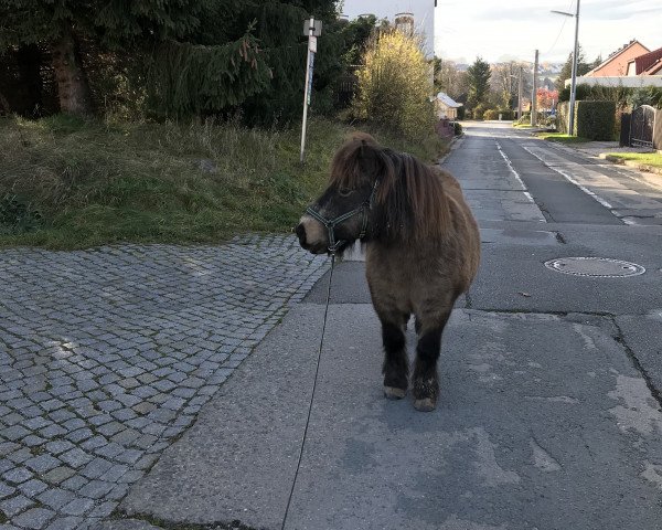 horse Shetan (Shetland Pony, 2013, from Kobold vom Stepenitztal)