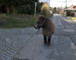 Pferd Shetan (Shetland Pony, 2013, von Kobold vom Stepenitztal)