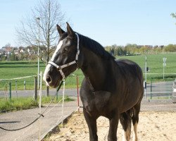 Pferd Voltär (Sächs.-Thür. Schweres Warmbl., 2011, von Volontär)