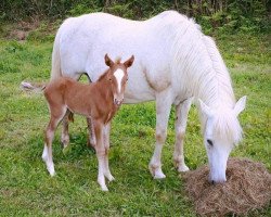 Zuchtstute Gipsy du Ruet (Französisches Pony, 1994, von Titan du Mougard)