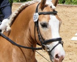 dressage horse Walentino (9,18% ox) (Edelbluthaflinger, 2011, from Walesco (1,95% ox))