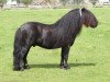 stallion Allegro van de Belschuur (Shetland Pony, 2007, from Tango van de Amstelhof)