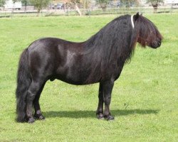 stallion Allegro van de Belschuur (Shetland Pony, 2007, from Tango van de Amstelhof)