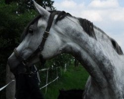 Pferd Flamenca Beck (Hessisches Warmblut, 2001, von Flammengold)