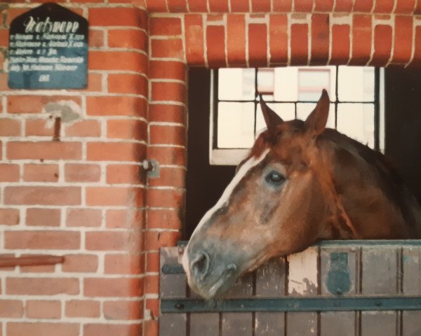 stallion Watzmann (Hanoverian, 1968, from Weingau)