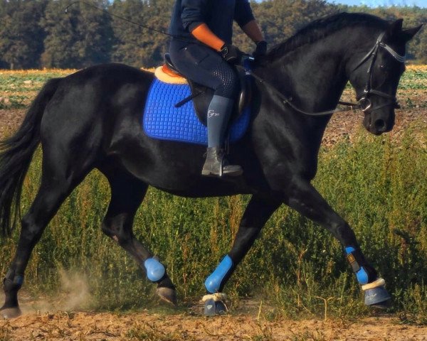 broodmare Woline (Hanoverian, 2003, from Wolkentanz)