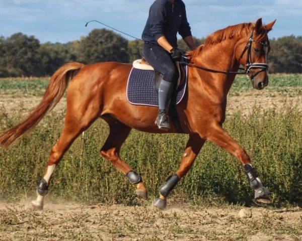 broodmare Baronesse (Hanoverian, 2009, from Benidetto)