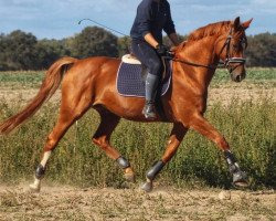 broodmare Baronesse (Hanoverian, 2009, from Benidetto)