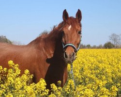 broodmare Wiviana (Hanoverian, 2001, from Waikiki I)