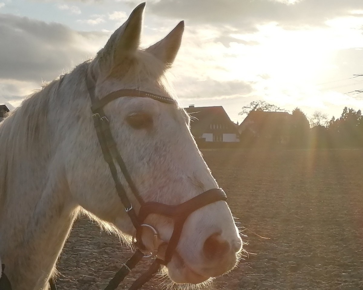 Zuchtstute Cinderellas Dream (Holsteiner, 2005, von Come On)