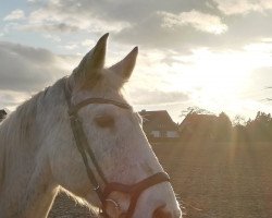 broodmare Cinderellas Dream (Holsteiner, 2005, from Come On)