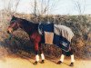 broodmare Amarula Queen (Hanoverian, 2007, from Abke 4)