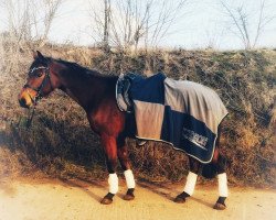 broodmare Amarula Queen (Hanoverian, 2007, from Abke 4)