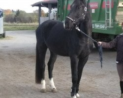 jumper Victor maximus K (Hanoverian, 2017, from Viscount 22)