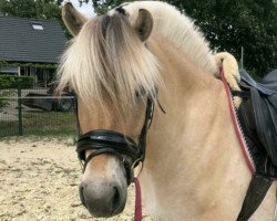 broodmare Nudith (Fjord Horse, 2017, from Gio)