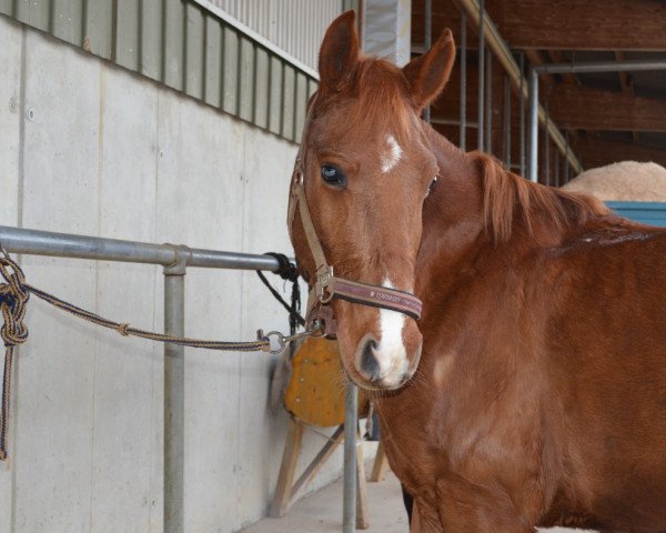 dressage horse Edi (unknown,  )