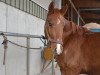 dressage horse Edi (unknown,  )