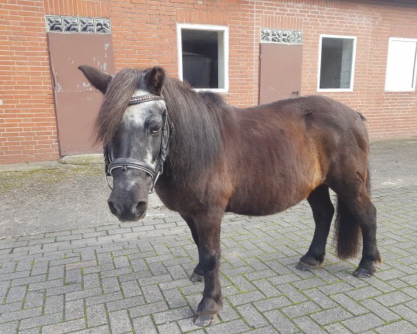 horse Lea t.D. (Shetland Pony, 1996, from Furi van de Vier Hoeven)