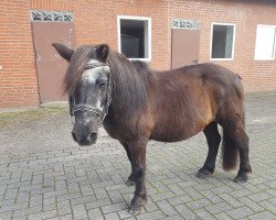 Pferd Lea t.D. (Shetland Pony, 1996, von Furi van de Vier Hoeven)