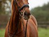 dressage horse Cir Royal 3 (Westphalian, 2009, from Chequille 2)