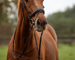 dressage horse Cir Royal 3 (Westphalian, 2009, from Chequille 2)