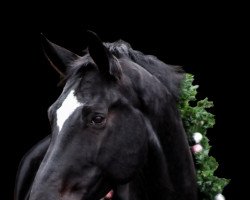 dressage horse Davidson 8 (Hanoverian, 2011, from Davignon I)